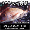 淡路島産天然マダイ600〜700g1尾(真鯛・タイ・たい)(桜ダイ・桜鯛)