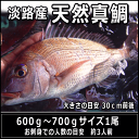 淡路島産天然マダイ600〜700g1尾（真鯛・タイ・たい）【SBZcou1208】