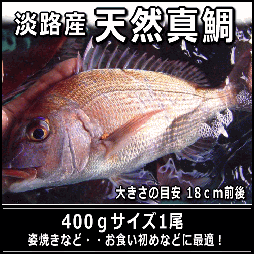 淡路島産天然マダイ400g前後1尾（真鯛・タイ・たい）【SBZcou1208】【さかなの王様マダイの本場より直送】お届け日に合わせて活〆発送！