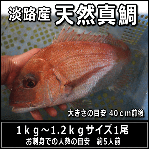 淡路島産天然マダイ1kg〜1.2kg1尾（真鯛・タイ・たい）【SBZcou1208】【さかなの王様マダイの本場より直送】お届け日に合わせて活〆発送！