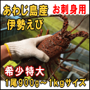 淡路島産天然活伊勢えび特大サイズ1尾900g〜1kg（イセエビ・いせえび）（伊勢海老）【楽ギフ_のし】