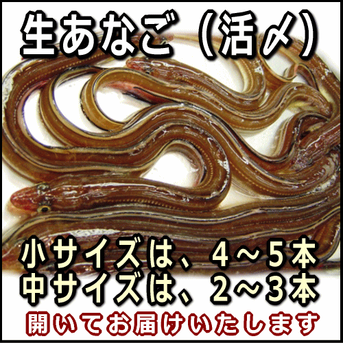 淡路産生あなご(小中大サイズ／アナゴ・生)300gサイズと開き方選択してください...:awajisakana:10000034