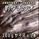 【お刺身用】淡路産タチウオ（釣）約300gサイズ1本（たちうお・太刀魚・つり）