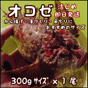 薄づくり・お味噌汁にオススメ!磯の高級魚!淡路島産オコゼ(活〆)1匹300g前後→活〆当日発送(おこぜ)