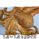 淡路産生タコ（マダコ・活〆）1.2kg〜1.3kgサイズを1ハイ（生・活じめ・たこ・活だこ・タコ）