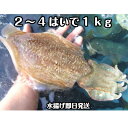 淡路島産針イカ(活〆)2〜4杯で約1kg(ハリイカ・針いか・はりいか)