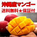 【送料無料】沖縄産チャンピオンマンゴー大玉!1kg(2?4個)【楽ギフ_のし】【RCP】【沖縄】
