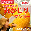 【送料無料】業務用 沖縄産訳あり“丸かじり”マンゴー20kg(8?16個入り×5セット)アップルマンゴー 完熟 ギフト お取り寄せ 産地直送 お取り寄せ&ご当地グルメ 【沖縄】20141024_マンゴー