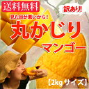 【送料無料】沖縄産訳あり“丸かじり”マンゴー2g(4?8個)【RCP】【沖縄】【沖縄】20141024_マンゴー