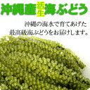 【送料無料】沖縄産海ぶどう50g沖縄県産シークァーサー果汁入り海ぶどうのタレ付きお土産ランキング おきなわ 沖縄産 沖縄県産 琉球 沖縄土産　沖縄　お土産　沖縄お土産 ギフト 1000円 ポッキリ ぽっきり 通販 【2sp_120720_a】【送料無料】沖縄産海ぶどう50g1000円ポッキリ おきなわ 沖縄産 沖縄県産 琉球 沖縄土産　沖縄　お土産　沖縄お土産 ギフト【smtb-ms】ぽっきり