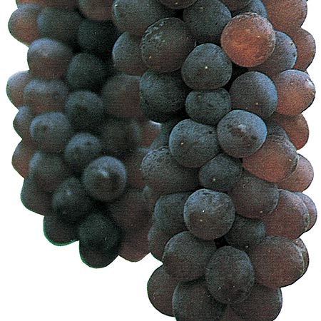 果樹苗 ブドウ デラウェアK-039とても作りやすいおなじみのブドウ