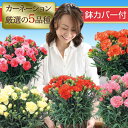 【送料無料】カーネーション 鉢花 鉢カバー付き 5