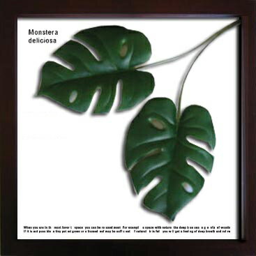 《リーフパネル》F-style Frame Monstera deliciosa(エフスタイル フレーム モンステラデリシオサ)【RCPmara1207】【マラソン1207P10】【壁掛け】