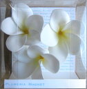 《プルメリアマグネット》Plumeria Magnet White【壁掛け】【Aug08P3】