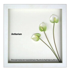 《フラワーフレーム》F-style Frame Anthurium /white（アンスリウム/ホワイト）【RCPmara1207】【マラソン1207P10】【壁掛け】