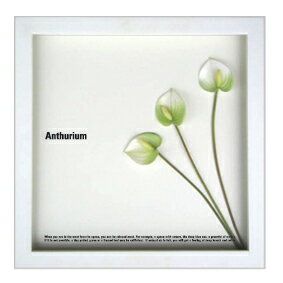 ԥեե졼F-style Frame Anthurium whiteʥ󥹥ꥦࡿۥ磻ȡˡԥեե졼F-style Frame Anthurium whiteʥ󥹥ꥦࡿۥ磻ȡˡڳڥ_ۡڳڥ_Τۡڳڥ_åϡۡYDKG-tdۡڱ_ݥ10ܡۡڱ_ۡڱ_ۡڱ_̵¡ۡڱ_Påס