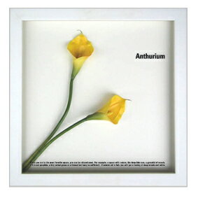 ԥեե졼F-style Frame Anthurium yellowʥ󥹥ꥦࡿˡԥեե졼F-style Frame Anthurium yellowʥ󥹥ꥦࡿˡڳڥ_ۡڳڥ_Τۡڳڥ_åϡۡYDKG-tdۡڱ_ݥ10ܡۡڱ_ۡڱ_ۡڱ_̵¡ۡڱ_Påס