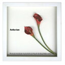 《フラワーフレーム》F-style Frame Anthurium /red II（アンスリウム/レッド2）【RCPmara1207】【マラソン1207P10】【壁掛け】