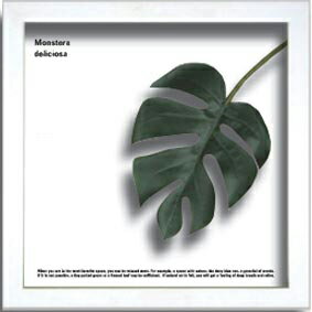 ԥ꡼եȡF-style Frame Monstera deliciosaʥ󥹥ƥ ǥꥷˡԥ꡼եȡF-style Frame Monstera deliciosaʥ󥹥ƥ ǥꥷˡڳڥ_ۡڳڥ_Τۡڳڥ_åϡۡYDKG-tdۡڱ_ݥ10ܡۡڱ_ۡڱ_ۡڱ_̵¡ۡڱ_Påס