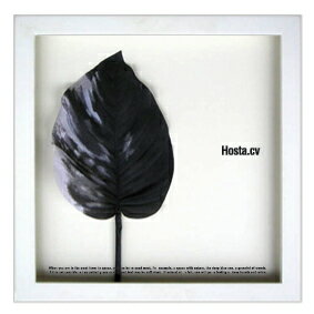 ԥ꡼եȡF-style Frame Hosta cv  sumiʥۥϡˡԥ꡼եȡF-style Frame Hosta cv  sumiʥۥϡˡڳڥ_ۡڳڥ_Τۡڳڥ_åϡۡYDKG-tdۡڱ_ݥ10ܡۡڱ_ۡڱ_ۡڱ_̵¡ۡڱ_Påס