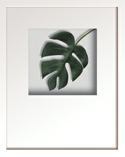 ԥ꡼եȡHana concept frame Monstera deliciosaʥ󥹥ƥ ǥꥷˡԥ꡼եȡHana concept frame Monstera deliciosaʥ󥹥ƥ ǥꥷ ڳڥ_ۡڳڥ_Τۡڳڥ_åϡۡYDKG-tdۡڱ_ݥ10ܡۡsmtb-TDۡsaitama