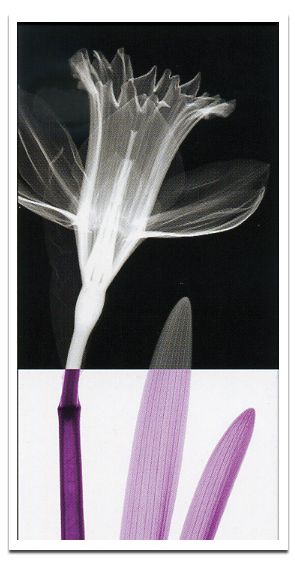 X-RayX˥ȥե졼Stem Iʥƥ()1 Steven N.MeyersX-RayX˥ȥե졼Stem Iʥƥ()1 Steven N.Meyers ڳڥ_ۡڳڥ_Τۡڳڥ_åϡۡYDKG-tdۡڱ_ݥ10ܡۡڱ_ۡڱ_ۡڱ_̵¡ۡڱ_Påסۡsmtb-TDۡsaitamaۡڱ_̵