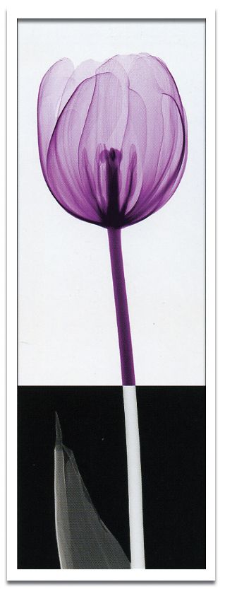 X-RayX˥ȥե졼Stem IIʥƥ()2 Steven N.MeyersX-RayX˥ȥե졼Stem IIʥƥ()2 Steven N.Meyers ڳڥ_ۡڳڥ_Τۡڳڥ_åϡۡYDKG-tdۡڱ_ݥ10ܡۡڱ_ۡڱ_ۡڱ_̵¡ۡڱ_Påסۡsmtb-TDۡsaitamaۡڱ_̵