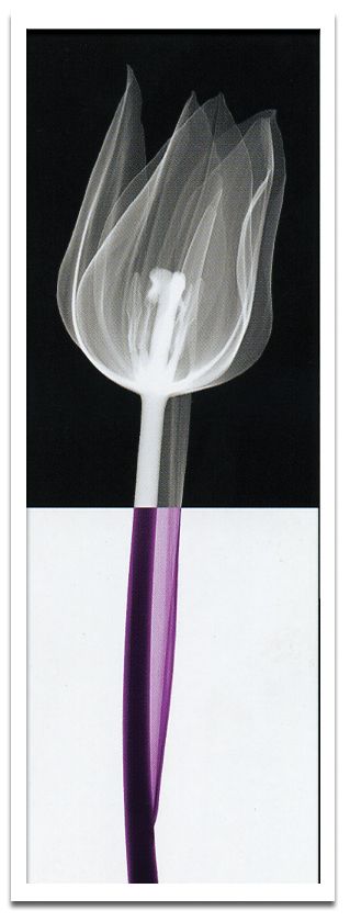 X-RayX˥ȥե졼Stem IIIʥƥ()3 Steven N.MeyersX-RayX˥ȥե졼Stem IIIʥƥ()3 Steven N.Meyers ڳڥ_ۡڳڥ_Τۡڳڥ_åϡۡYDKG-tdۡڱ_ݥ10ܡۡڱ_ۡڱ_ۡڱ_̵¡ۡڱ_Påסۡsmtb-TDۡsaitamaۡڱ_̵