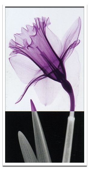 X-RayX˥ȥե졼Stem IVʥƥ()4 Steven N.MeyersX-RayX˥ȥե졼Stem IVʥƥ()4 Steven N.Meyers ڳڥ_ۡڳڥ_Τۡڳڥ_åϡۡYDKG-tdۡڱ_ݥ10ܡۡڱ_ۡڱ_ۡڱ_̵¡ۡڱ_Påסۡsmtb-TDۡsaitamaۡڱ_̵