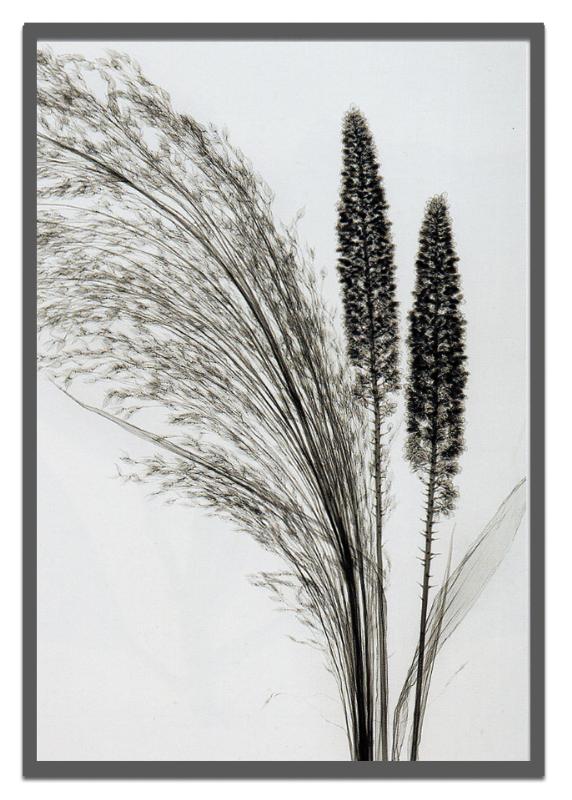 X-RayX˥ȥե졼Broom Grassʥ˥ Steven N.MeyersX-RayX˥ȥե졼Broom Grassʥ˥ Steven N.Meyers ڳڥ_ۡڳڥ_Τۡڳڥ_åϡۡYDKG-tdۡڱ_ݥ10ܡۡsmtb-TDۡsaitama