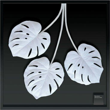 ԥ꡼եѥͥF-style Frame Monstera deliciosaWhite(󥹥ƥ顦ǥꥷ)ԥ꡼եѥͥF-style Frame Monstera deliciosaWhite(󥹥ƥ顦ǥꥷ) ڳڥ_ۡڳڥ_Τۡڳڥ_åϡۡYDKG-tdۡڱ_ݥ10ܡۡsmtb-TDۡsaitama