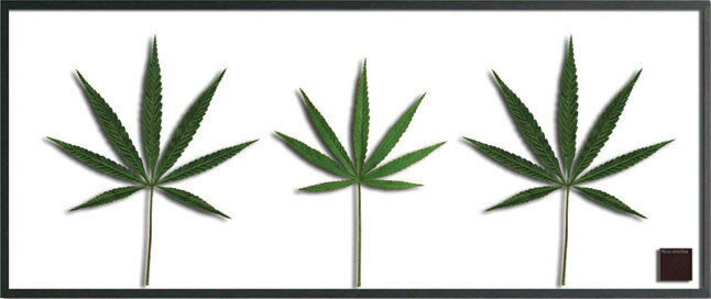 ԥ꡼եѥͥF-style Frame Cannabis sativa(ʥӥƥС)ԥ꡼եѥͥF-style Frame Cannabis sativa(ʥӥƥС) ڳڥ_ۡڳڥ_Τۡڳڥ_åϡۡYDKG-tdۡڱ_ݥ10ܡۡsmtb-TDۡsaitama