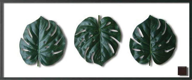 ԥ꡼եѥͥF-style Frame Monstera deliciosa(󥹥ƥ顦ǥꥷ)ԥ꡼եѥͥF-style Frame Monstera deliciosa(󥹥ƥ顦ǥꥷ) ڳڥ_ۡڳڥ_Τۡڳڥ_åϡۡYDKG-tdۡڱ_ݥ10ܡۡsmtb-TDۡsaitama