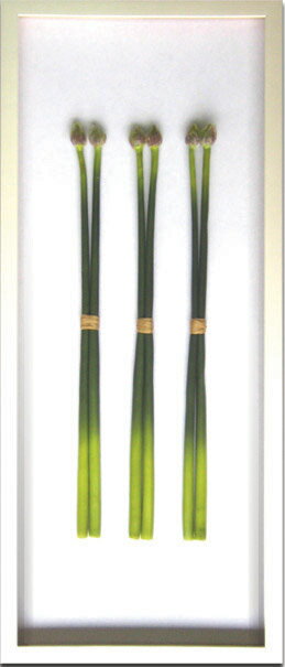 ԥ꡼եѥͥF-style Frame Allium giganteum(ꥦࡦƥ)ԥ꡼եѥͥF-style Frame Allium giganteum(ꥦࡦƥ) ڳڥ_ۡڳڥ_Τۡڳڥ_åϡۡYDKG-tdۡڱ_ݥ10ܡۡsmtb-TDۡsaitama