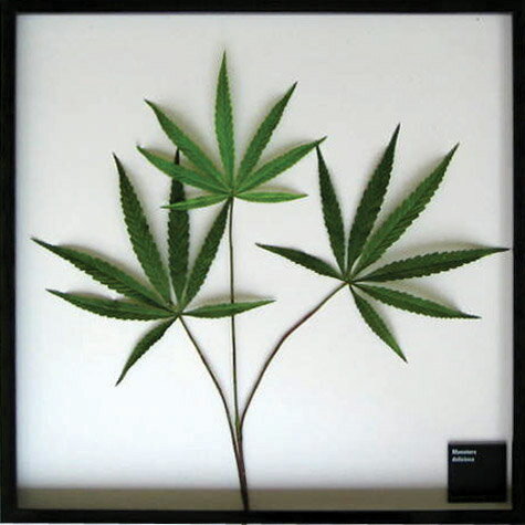 ԥ꡼եѥͥF-style Frame Cannabis sativa(ʥӥƥС)ԥ꡼եѥͥF-style Frame Cannabis sativa(ʥӥƥС) ڳڥ_ۡڳڥ_Τۡڳڥ_åϡۡYDKG-tdۡڱ_ݥ10ܡۡsmtb-TDۡsaitama