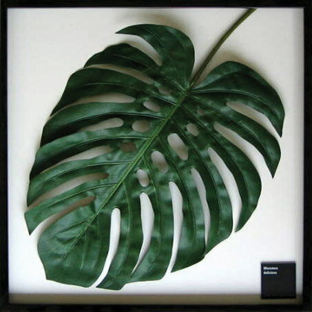 ԥ꡼եѥͥF-style Frame Monstera deliciosa(󥹥ƥ顦ǥꥷ)ԥ꡼եѥͥF-style Frame Monstera deliciosa(󥹥ƥ顦ǥꥷ) ڳڥ_ۡڳڥ_Τۡڳڥ_åϡۡYDKG-tdۡڱ_ݥ10ܡۡsmtb-TDۡsaitama