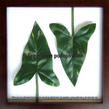 ԥ꡼եѥͥF-style Frame Syngonium podophyllum(󥴥˥ࡦݥɥե)ԥ꡼եѥͥF-style Frame Syngonium podophyllum(󥴥˥ࡦݥɥե)ڳڥ_ۡڳڥ_Τۡڳڥ_åϡۡYDKG-tdۡڱ_ݥ10ܡۡڱ_ۡڱ_ۡڱ_̵¡ۡڱ_Påס