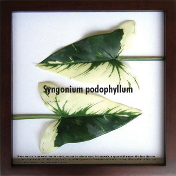 ԥ꡼եѥͥF-style Frame Syngonium podophyllum(󥴥˥ࡦݥɥե)ԥ꡼եѥͥF-style Frame Syngonium podophyllum(󥴥˥ࡦݥɥե)ڳڥ_ۡڳڥ_Τۡڳڥ_åϡۡYDKG-tdۡڱ_ݥ10ܡۡڱ_ۡڱ_ۡڱ_̵¡ۡڱ_Påס