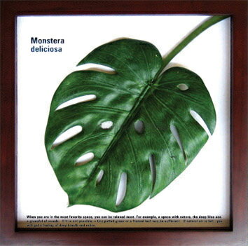 ԥ꡼եѥͥF-style Frame Monstera deliciosa(󥹥ƥ顦ǥꥷ)ԥ꡼եѥͥF-style Frame Monstera deliciosa(󥹥ƥ顦ǥꥷ)ڳڥ_ۡڳڥ_Τۡڳڥ_åϡۡYDKG-tdۡڱ_ݥ10ܡۡڱ_ۡڱ_ۡڱ_̵¡ۡڱ_Påס