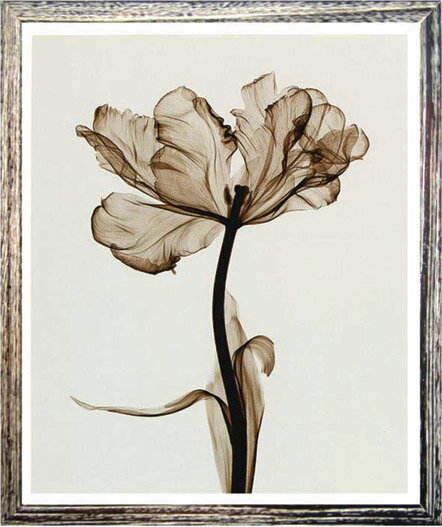 X-Ray ȥեȡSteven N.Meyers Parrot Tulips I (small)(ƥ֥󡦥ޥ䡼 ѡåȺ餭塼å1)X-Ray ȥեȡSteven N.Meyers Parrot Tulips I (small)(ƥ֥󡦥ޥ䡼 ѡåȺ餭塼å1)ڳڥ_ۡڳڥ_Τۡڳڥ_åϡۡYDKG-tdۡڱ_ݥ10ܡ