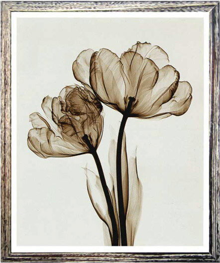 X-Ray ȥեȡSteven N.Meyers Parrot Tulips II(small)(ƥ֥󡦥ޥ䡼 ѡåȺ餭塼å2)X-Ray ȥեȡSteven N.Meyers Parrot Tulips II(small)(ƥ֥󡦥ޥ䡼 ѡåȺ餭塼å2)ڳڥ_ۡڳڥ_Τۡڳڥ_åϡۡYDKG-tdۡڱ_ݥ10ܡ