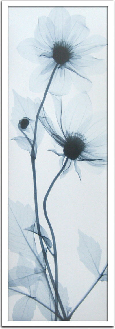 X-Ray ȥեȡSteven N.Meyers Tall Dahlia(ƥ֥󡦥ޥ䡼 ꥢ)X-Ray ȥեȡSteven N.Meyers Tall Dahlia(ƥ֥󡦥ޥ䡼 ꥢ)ڳڥ_ۡڳڥ_Τۡڳڥ_åϡۡYDKG-tdۡڱ_ݥ10ܡۡsmtb-TDۡsaitama