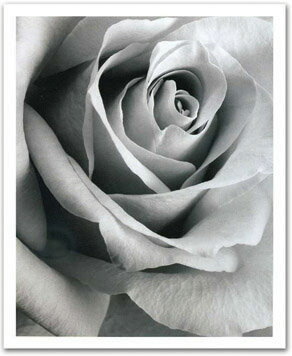 ԥȥե졼Steven N.Meyers Rose(ƥ֥󡦥ޥ䡼 Х)ԥȥե졼Steven N.Meyers Rose(ƥ֥󡦥ޥ䡼 Х) ڳڥ_ۡڳڥ_Τۡڳڥ_åϡۡYDKG-tdۡڱ_ݥ10ܡۡڱ_ۡڱ_ۡڱ_̵¡ۡڱ_Påסۡsmtb-TDۡsaitamaۡڱ_̵