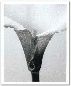 ԥȥե졼Steven N.Meyers Calla(ƥ֥󡦥ޥ䡼 顼)ԥȥե졼Steven N.Meyers Calla(ƥ֥󡦥ޥ䡼 顼) ڳڥ_ۡڳڥ_Τۡڳڥ_åϡۡYDKG-tdۡڱ_ݥ10ܡۡsmtb-TDۡsaitama