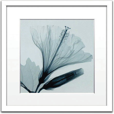 X-Ray ȥեȡSteven N.Meyers Hibiscus  Bud(small)(ƥ֥󡦥ޥ䡼 ϥӥȤĤܤ)X-Ray ȥեȡSteven N.Meyers Hibiscus  Bud(small)(ƥ֥󡦥ޥ䡼 ϥӥȤĤܤ)ڳڥ_ۡڳڥ_Τۡڳڥ_åϡۡYDKG-tdۡڱ_ݥ10ܡ