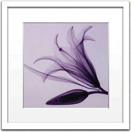 X-Ray ȥեȡSteven N.Meyers Lily  Bud(small)(ƥ֥󡦥ޥ䡼 ȤĤܤ)X-Ray ȥեȡSteven N.Meyers Lily  Bud(small)(ƥ֥󡦥ޥ䡼 ȤĤܤ)ڳڥ_ۡڳڥ_Τۡڳڥ_åϡۡYDKG-tdۡڱ_ݥ10ܡۡڱ_ۡڱ_ۡڱ_̵¡ۡڱ_Påס