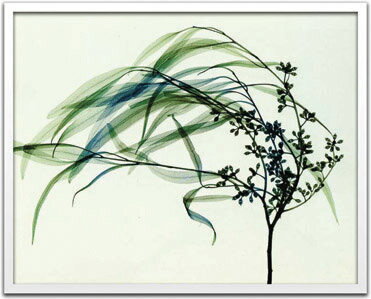 X-Ray ȥեȡSteven N.Meyers Wind(ƥ֥󡦥ޥ䡼 )X-Ray ȥեȡSteven N.Meyers Wind(ƥ֥󡦥ޥ䡼 ) ڳڥ_ۡڳڥ_Τۡڳڥ_åϡۡYDKG-tdۡڱ_ݥ10ܡۡsmtb-TDۡsaitama