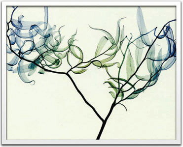 X-Ray ȥեȡSteven N.Meyers Willow(ƥ֥󡦥ޥ䡼 ʥ)X-Ray ȥեȡSteven N.Meyers Willow(ƥ֥󡦥ޥ䡼 ʥ)ڳڥ_ۡڳڥ_Τۡڳڥ_åϡۡYDKG-tdۡڱ_ݥ10ܡۡsmtb-TDۡsaitama