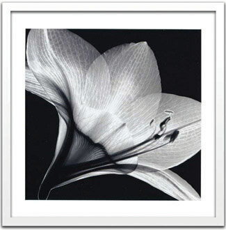 X-Ray ȥեȡSteven N.Meyers Amaryllis 1(ƥ֥󡦥ޥ䡼 ޥꥹ1)X-Ray ȥեȡSteven N.Meyers Amaryllis 1(ƥ֥󡦥ޥ䡼 ޥꥹ1)ڳڥ_ۡڳڥ_Τۡڳڥ_åϡۡYDKG-tdۡڱ_ݥ10ܡۡsmtb-TDۡsaitama