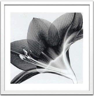 X-Ray ȥեȡSteven N.Meyers Amaryllis 2(ƥ֥󡦥ޥ䡼 ޥꥹ2)X-Ray ȥեȡSteven N.Meyers Amaryllis 2(ƥ֥󡦥ޥ䡼 ޥꥹ2)ڳڥ_ۡڳڥ_Τۡڳڥ_åϡۡYDKG-tdۡڱ_ݥ10ܡۡsmtb-TDۡsaitama